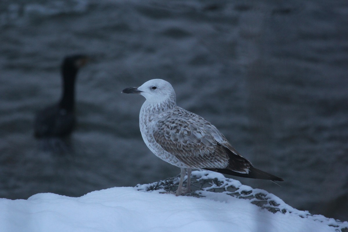 Caspian Gull - ML613760507