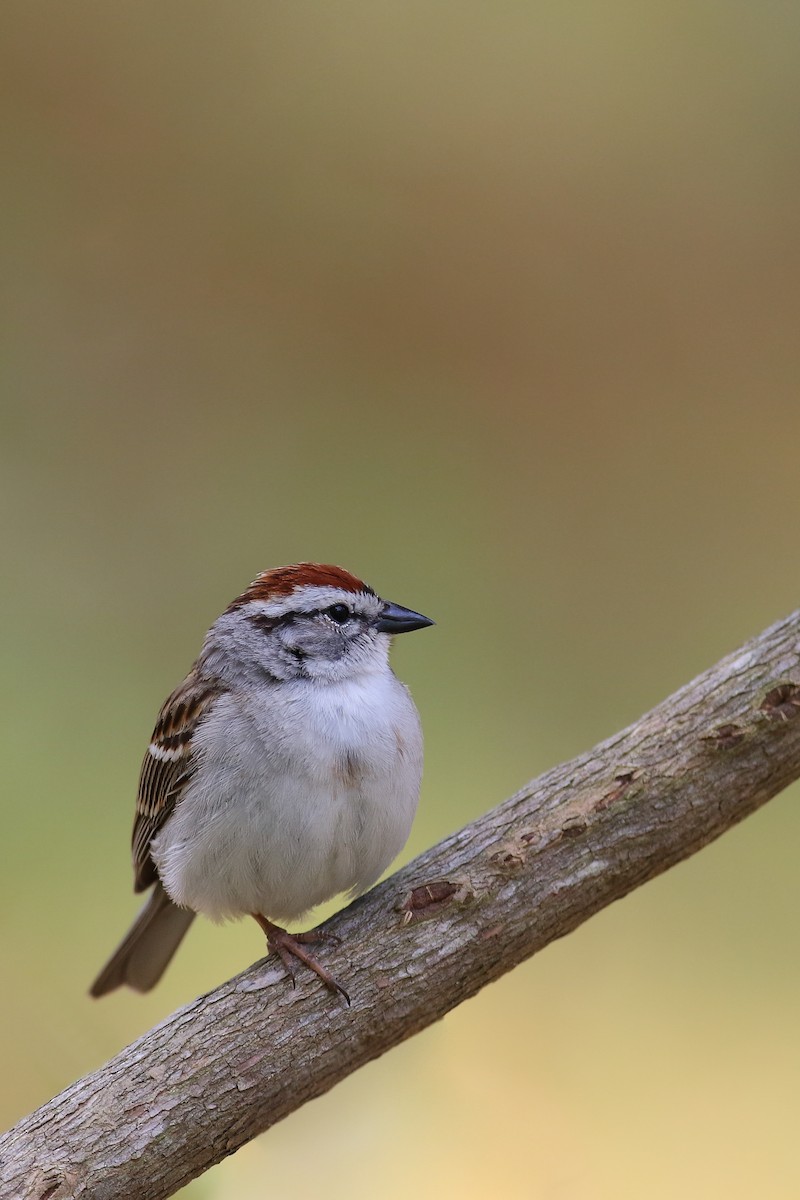 Chipping Sparrow - ML613760508