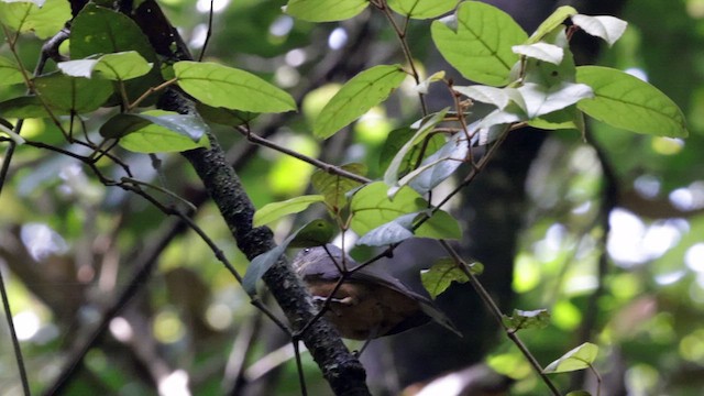 Bower's Shrikethrush - ML613760580