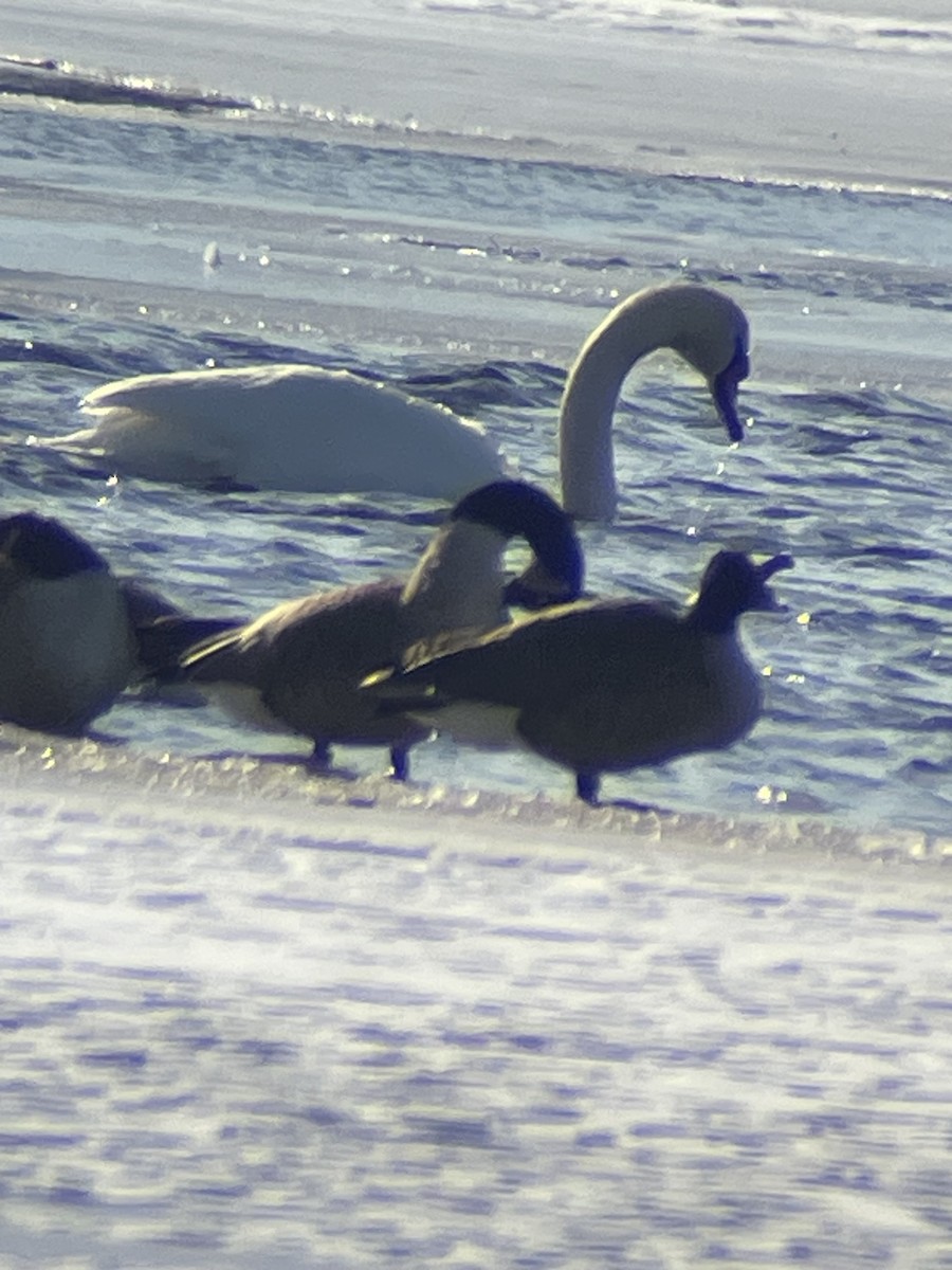 Mute Swan - ML613760593