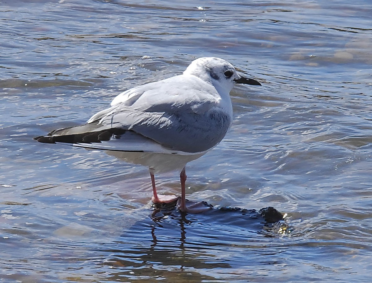 Bonaparte's Gull - ML613760595