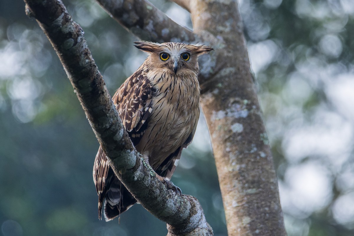 Buffy Fish-Owl - Wich’yanan Limparungpatthanakij