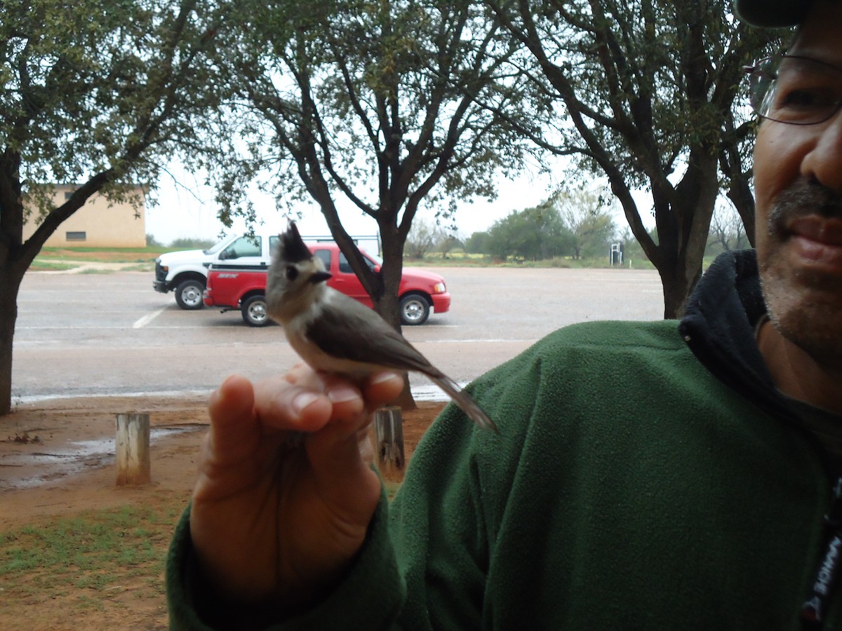 Black-crested Titmouse - ML613760606