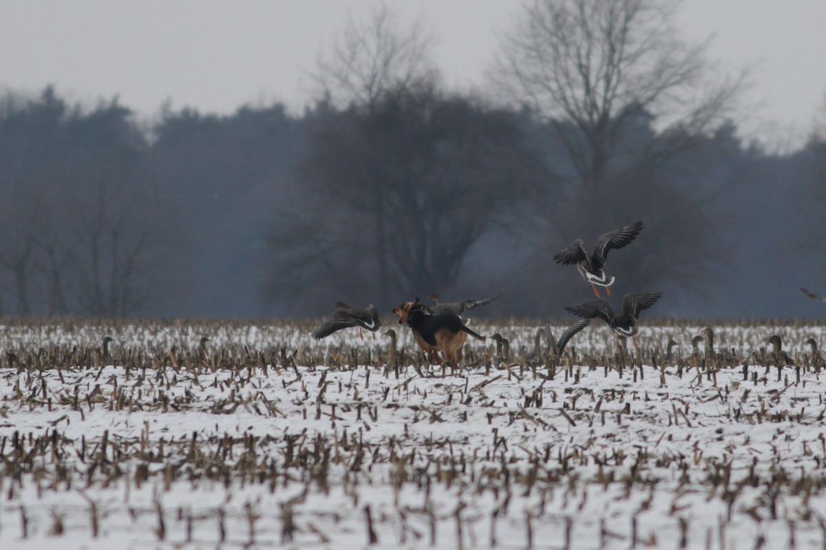 Tundra Bean-Goose - ML613760615