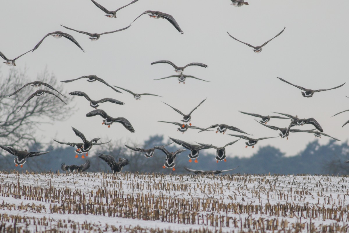 Tundra Bean-Goose - ML613760616