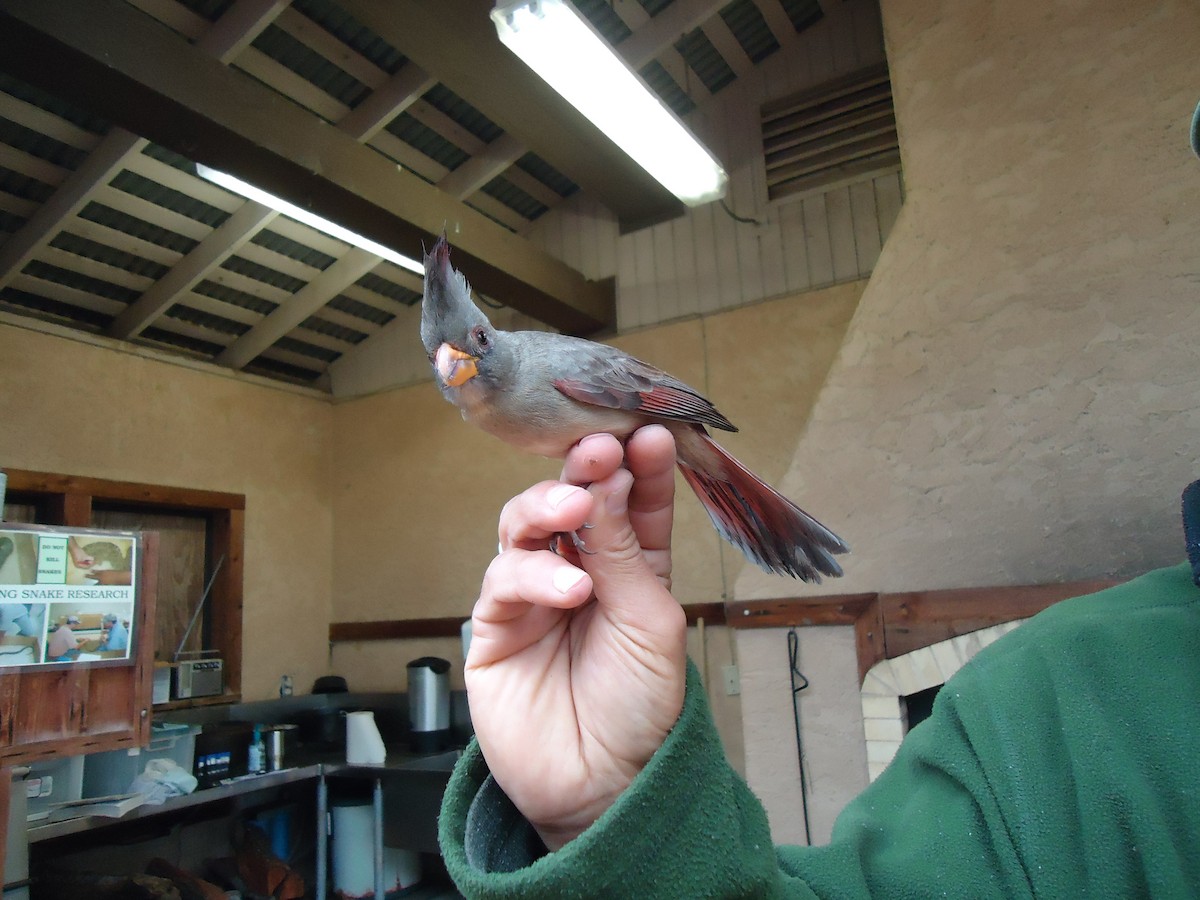 Pyrrhuloxia - ML613760629