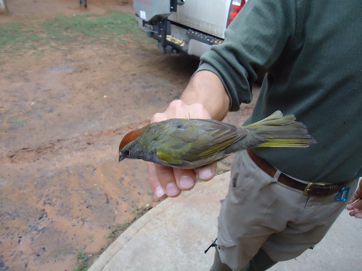 Green-tailed Towhee - ML613760652