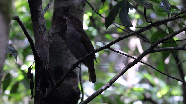 Golden Bowerbird - ML613760730