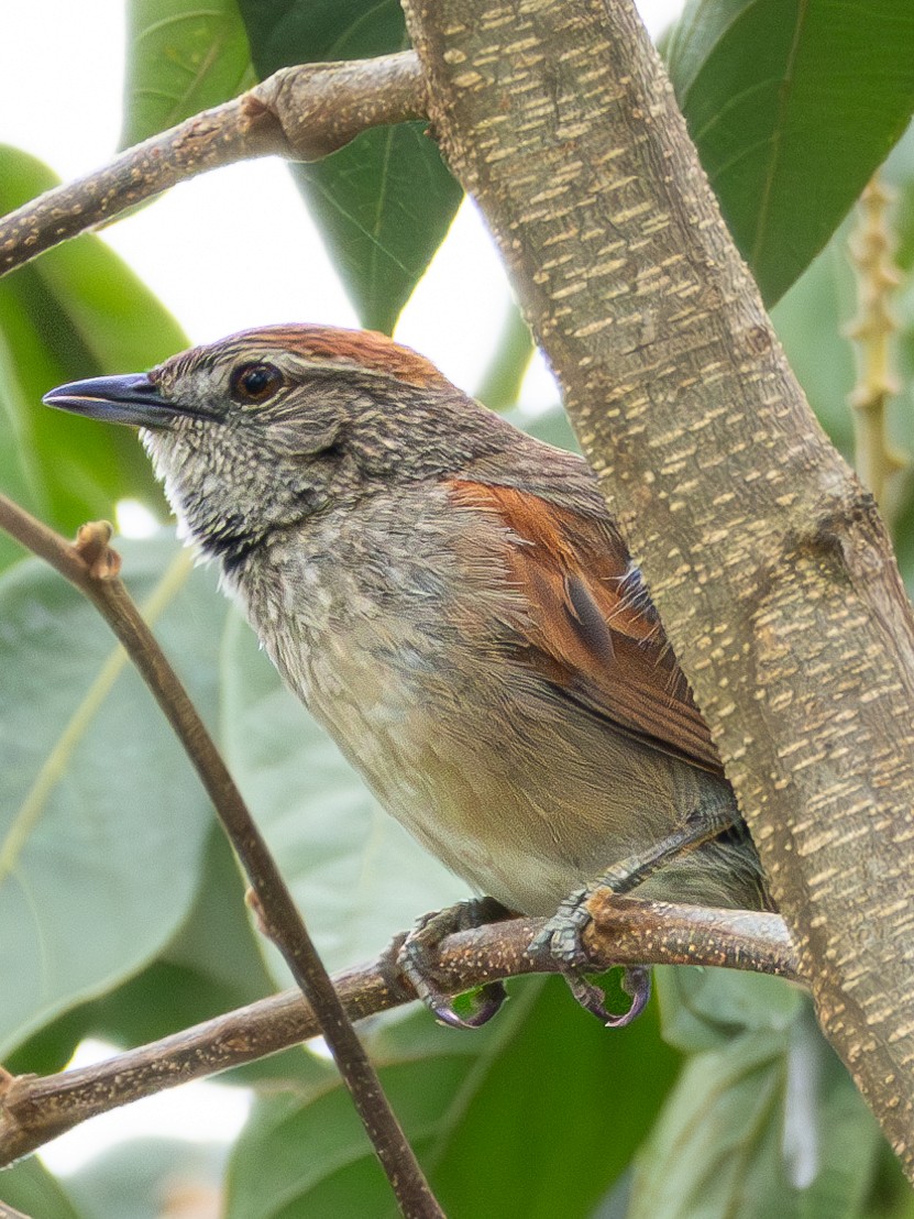 Pale-breasted Spinetail - Christine Mazaracki