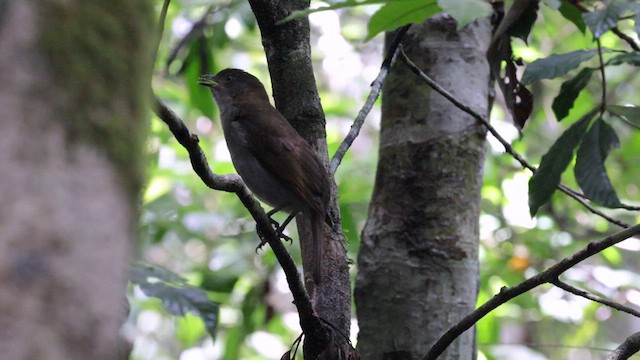 Golden Bowerbird - ML613760831