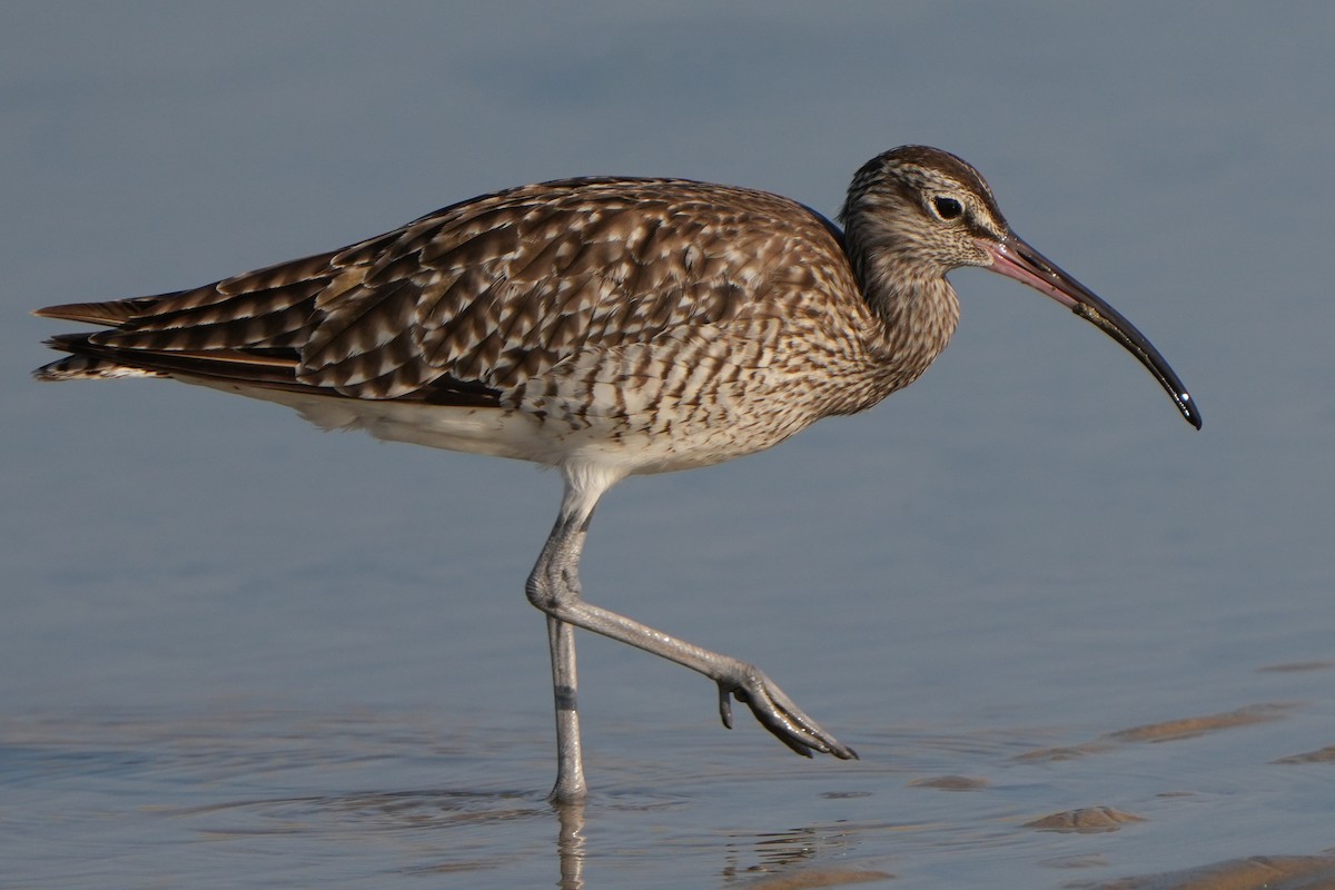 Regenbrachvogel - ML613760848