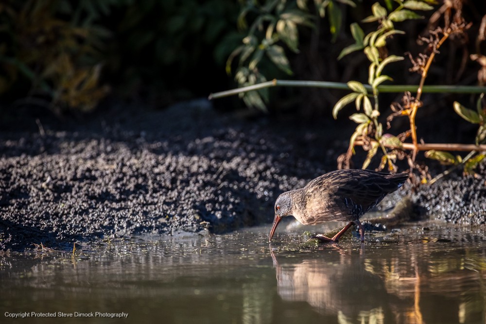 Virginia Rail - ML613760875