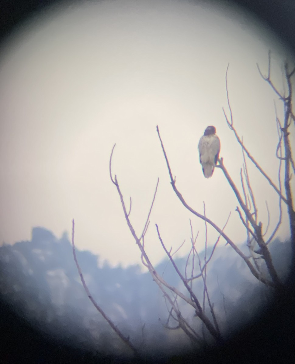 Red-tailed Hawk - ML613760951