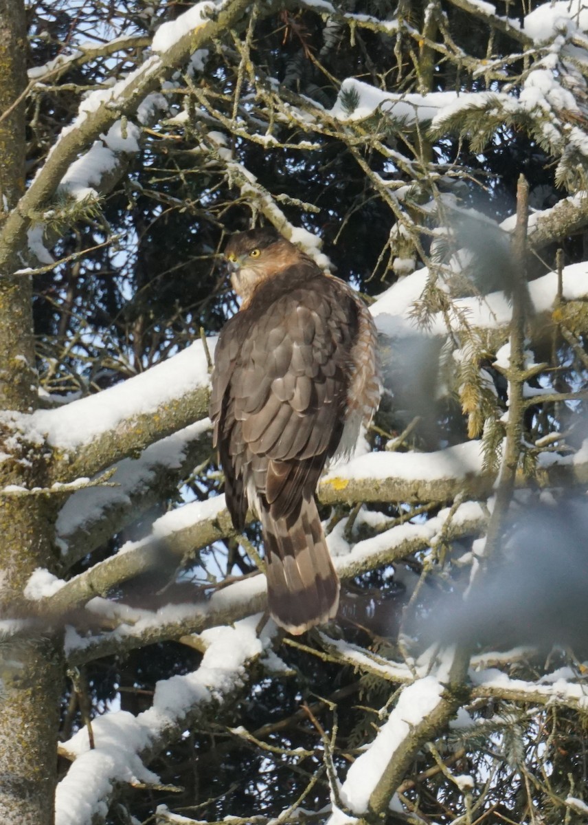 Cooper's Hawk - ML613760970