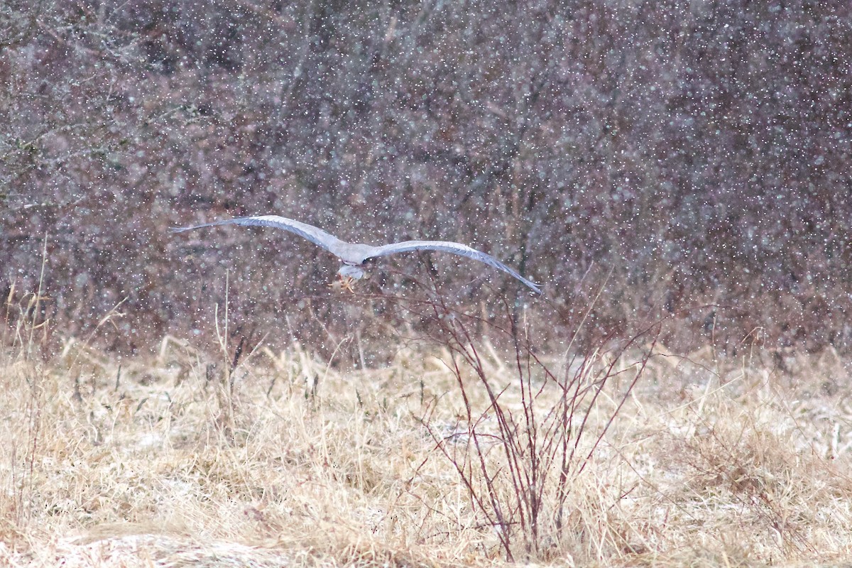 Great Blue Heron - ML613761028