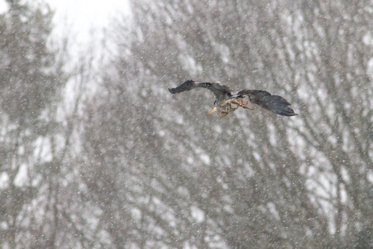 Great Blue Heron - ML613761029