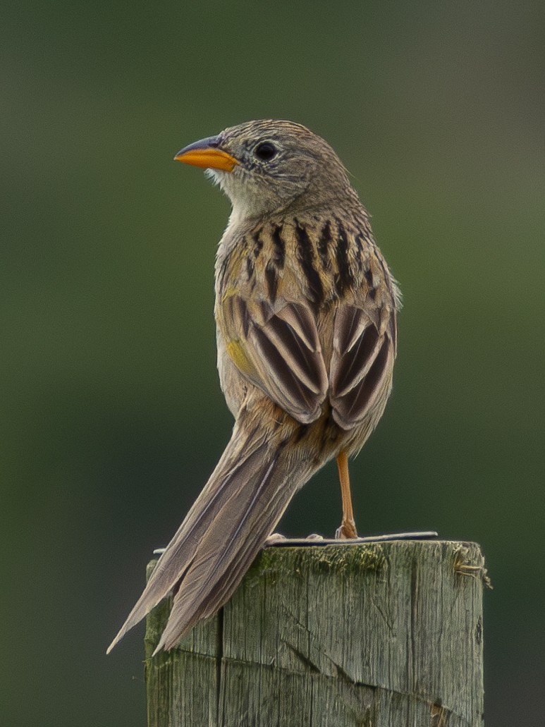 Wedge-tailed Grass-Finch - ML613761076