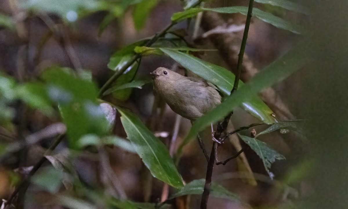 Atherton Scrubwren - ML613761085