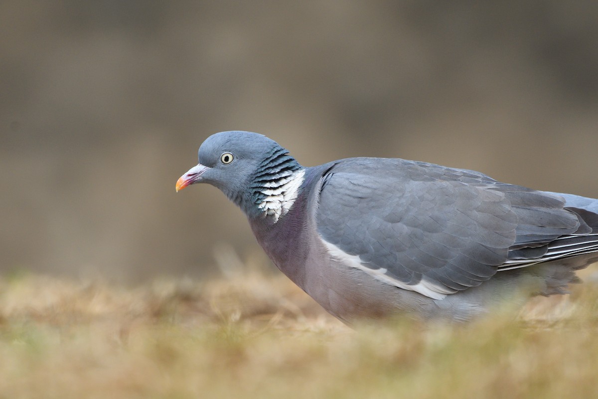 Common Wood-Pigeon - ML613761167