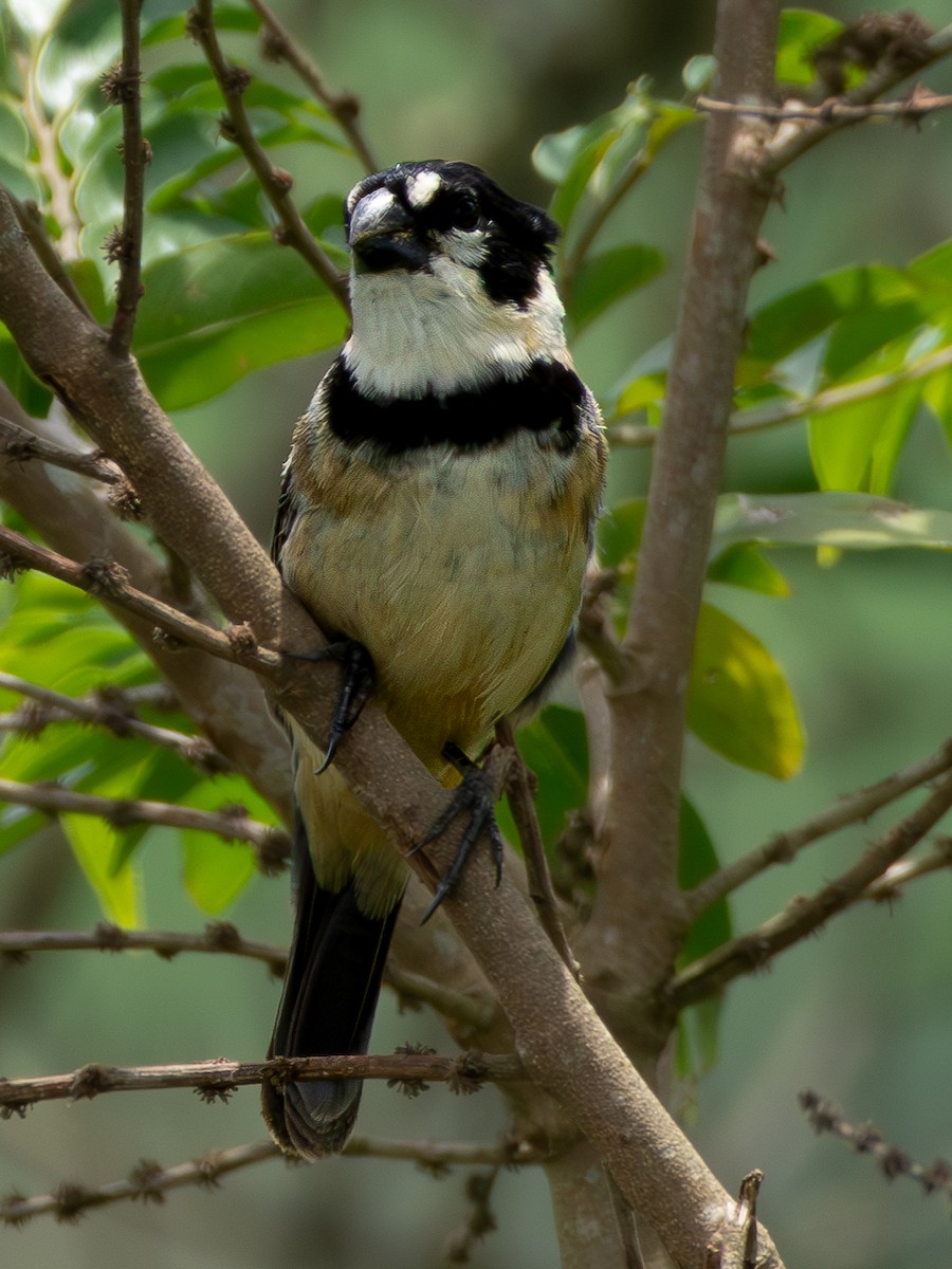 Rusty-collared Seedeater - Christine Mazaracki