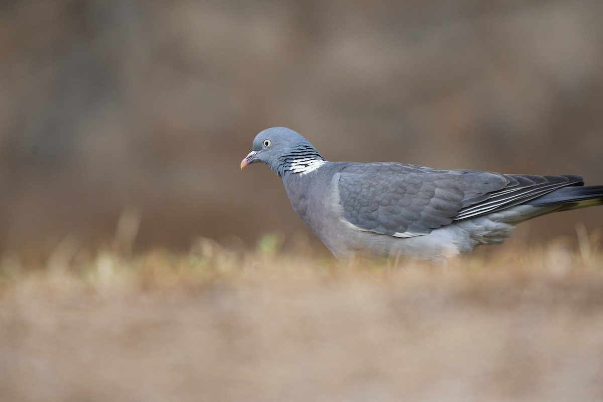 Common Wood-Pigeon - ML613761205