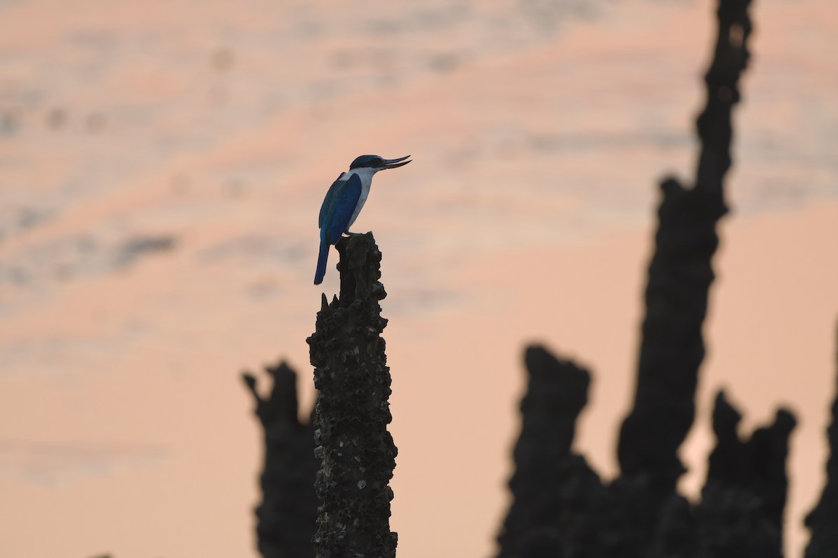 Collared Kingfisher (Oriental) - ML613761227