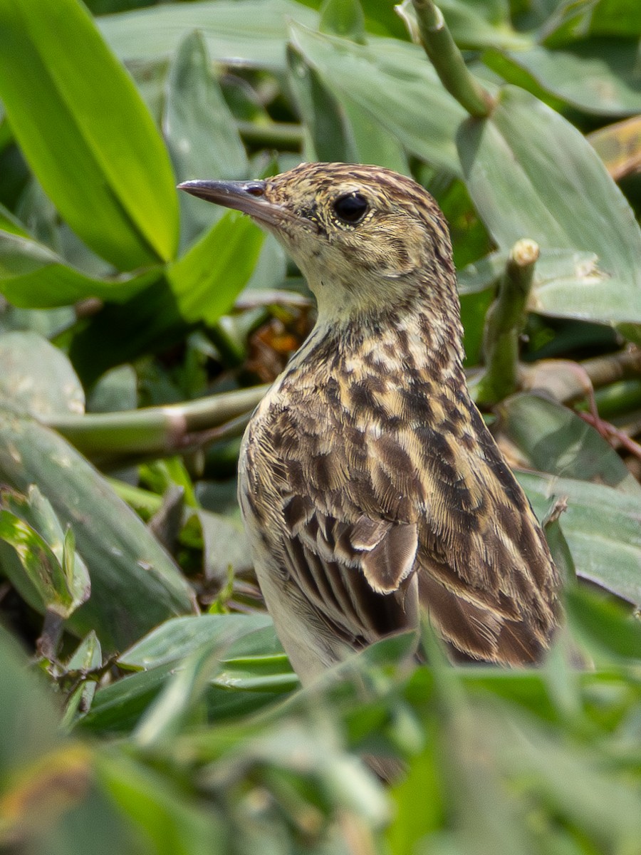 Yellowish Pipit - Christine Mazaracki