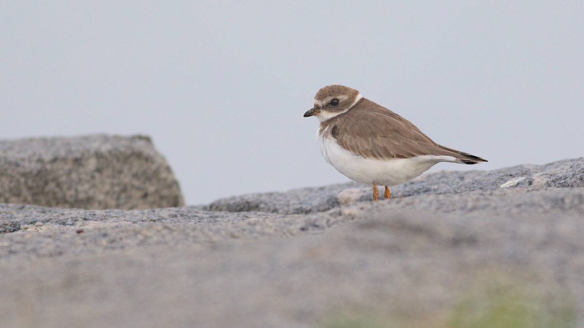 Semipalmated Plover - ML613761380