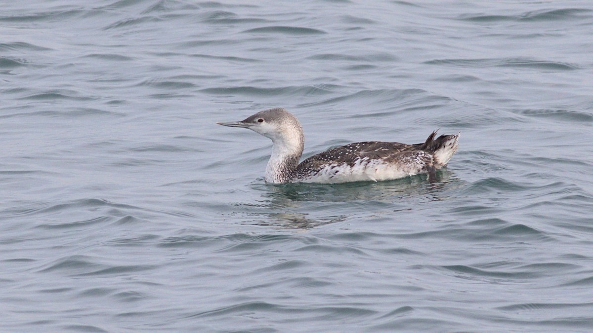Red-throated Loon - ML613761386