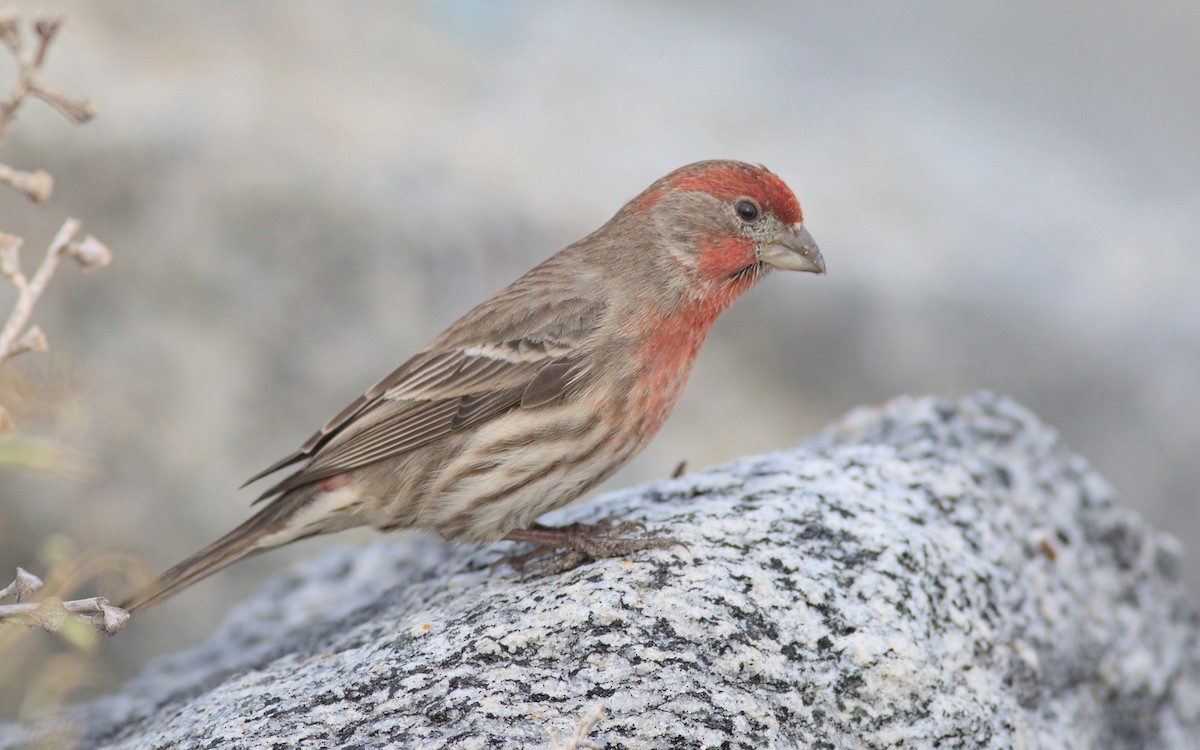 House Finch - ML613761392