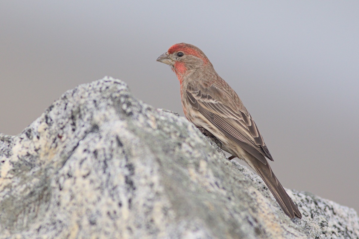 House Finch - ML613761393