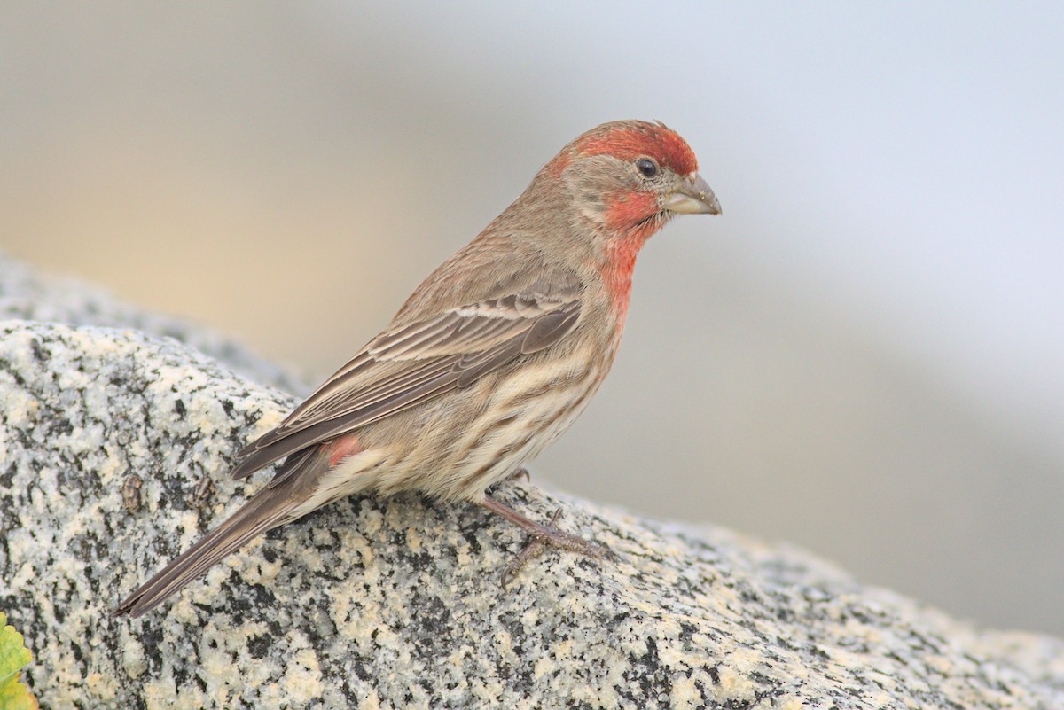 House Finch - ML613761394