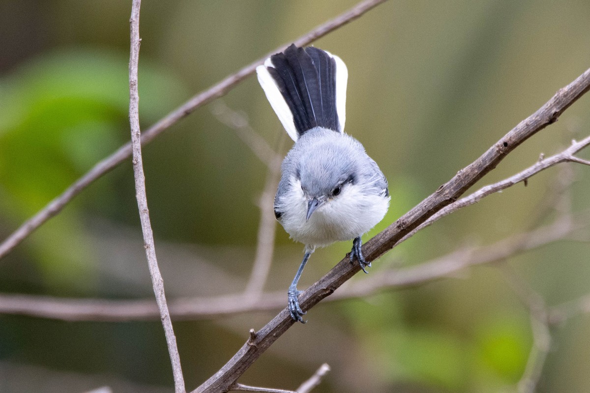 Masked Gnatcatcher - ML613761397