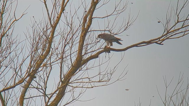 Peregrine Falcon - ML613761401