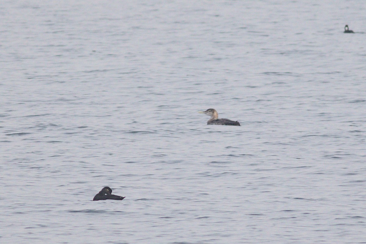 Yellow-billed Loon - ML613761402