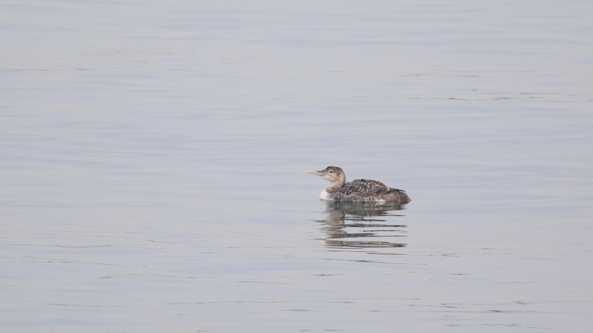 Yellow-billed Loon - ML613761407