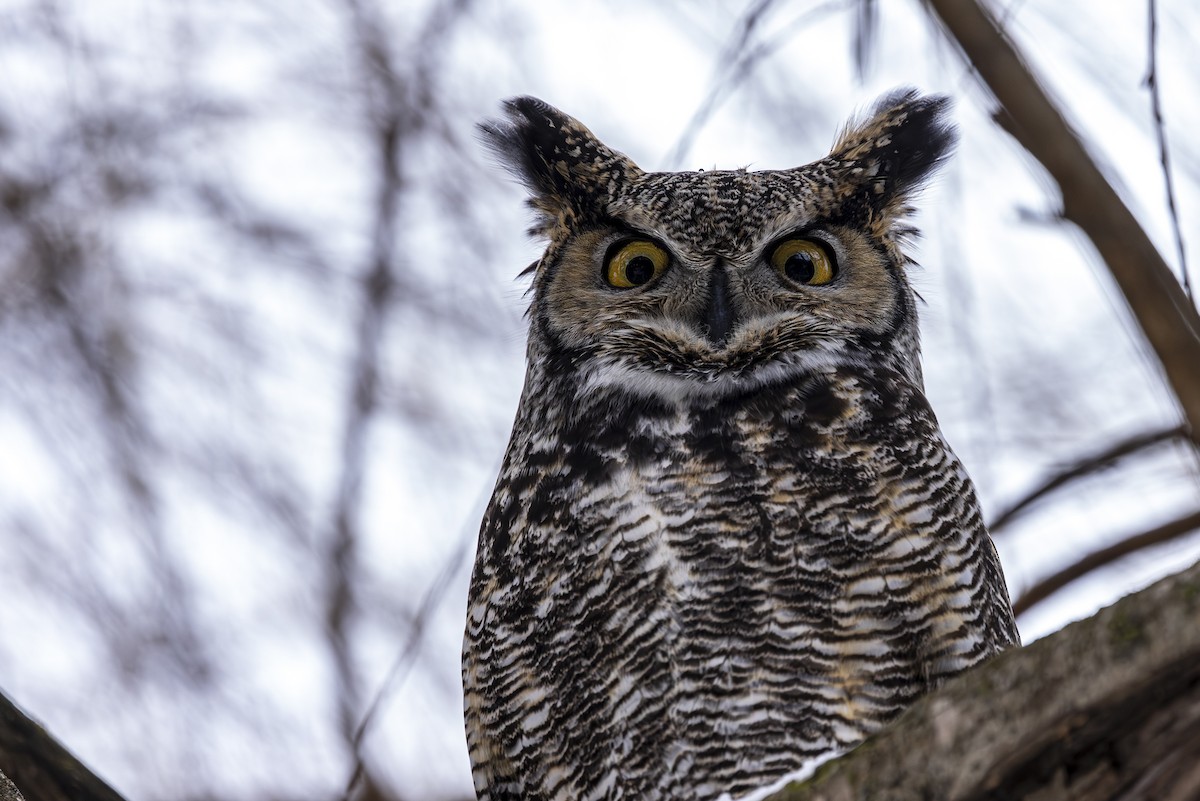 Great Horned Owl - Jef Blake