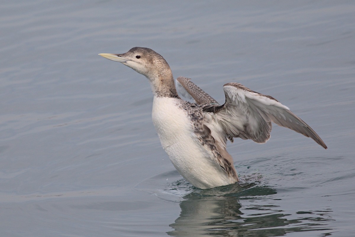 Yellow-billed Loon - ML613761447