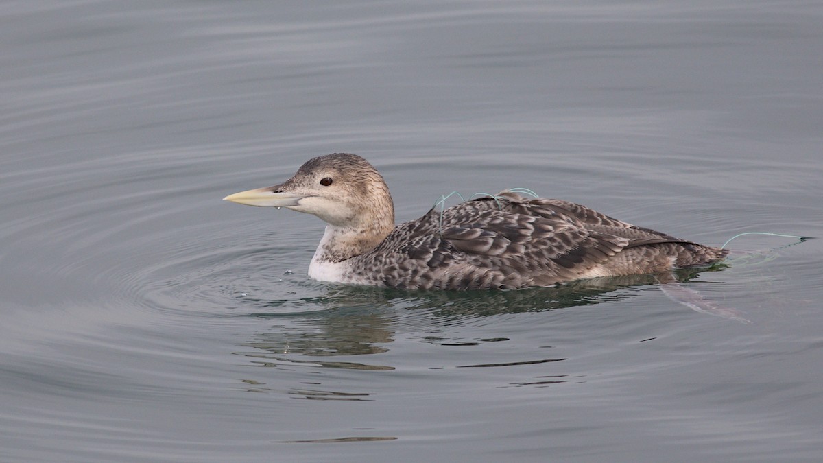 Yellow-billed Loon - ML613761448