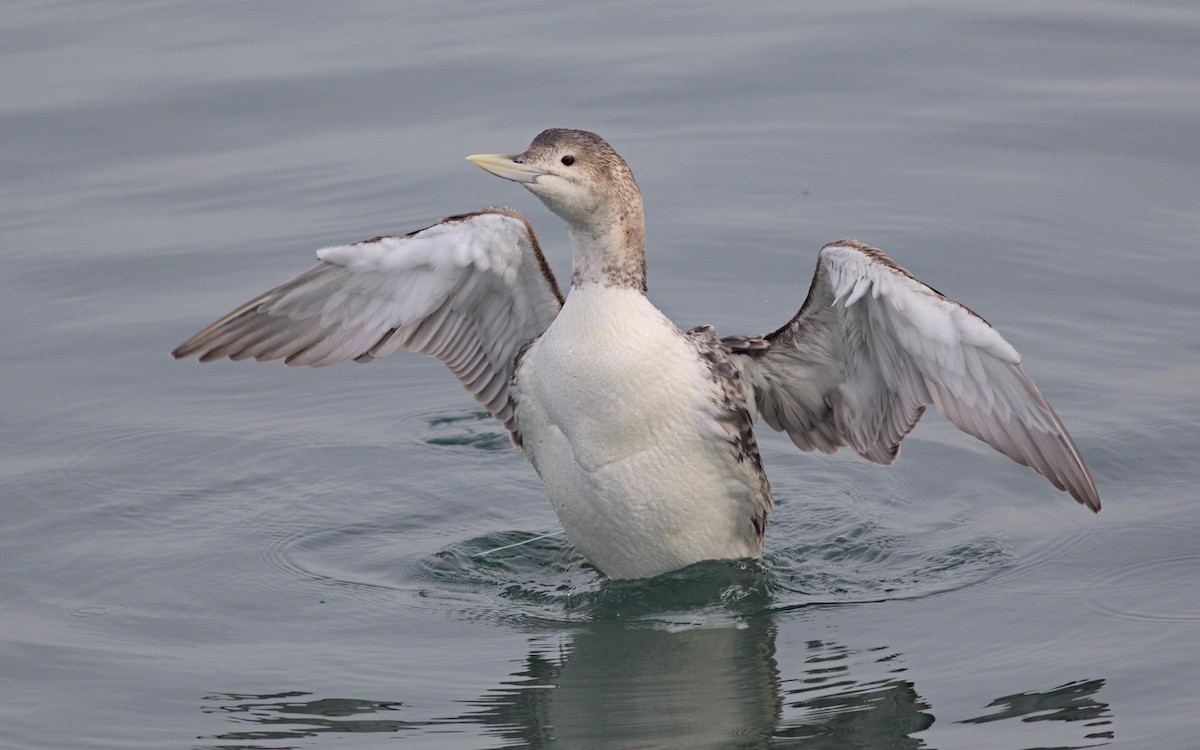 Yellow-billed Loon - ML613761450