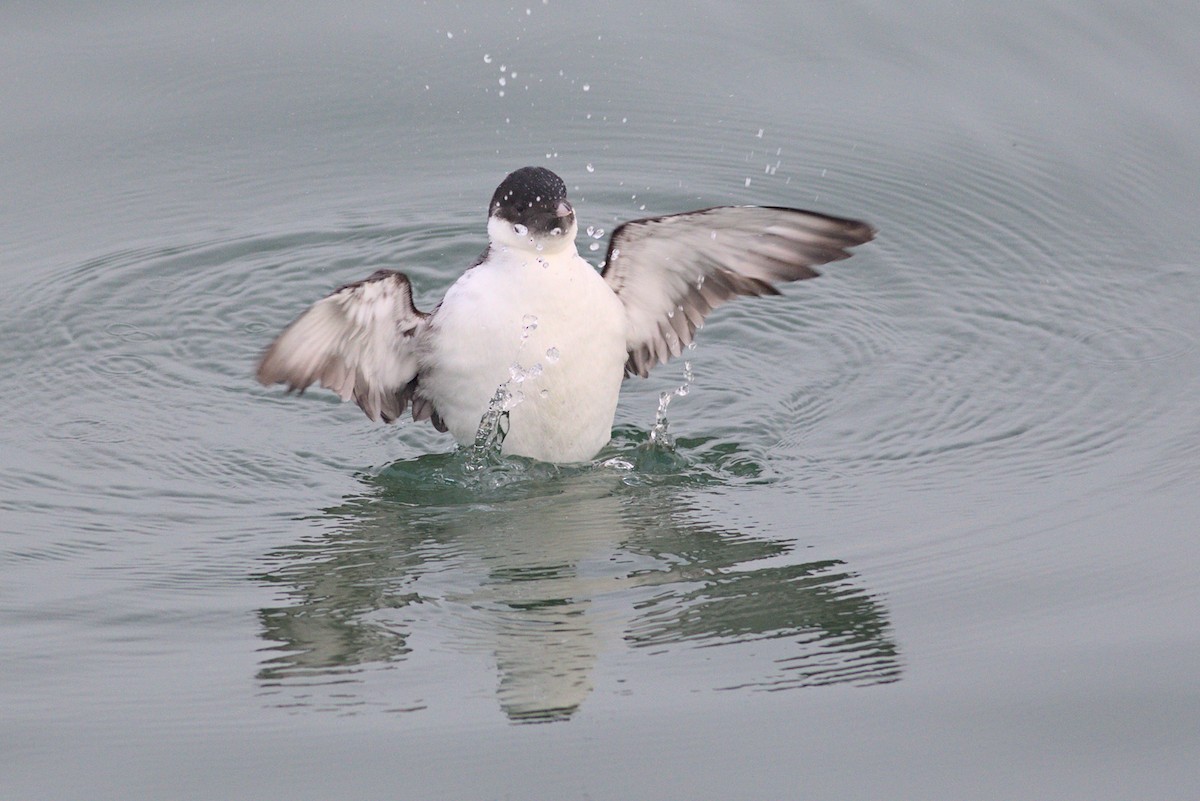 Ancient Murrelet - ML613761490