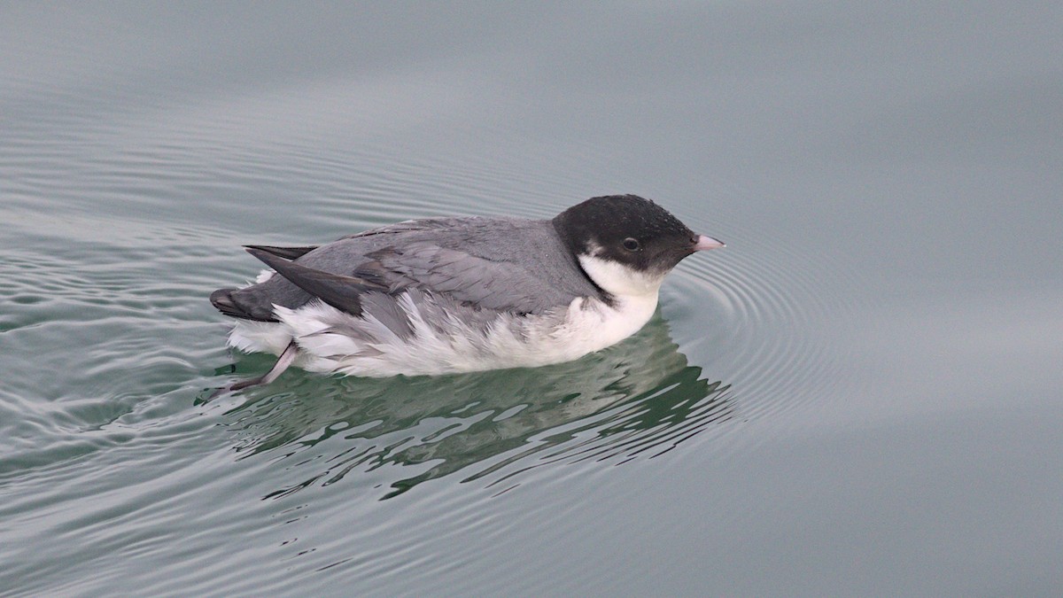 Ancient Murrelet - ML613761491