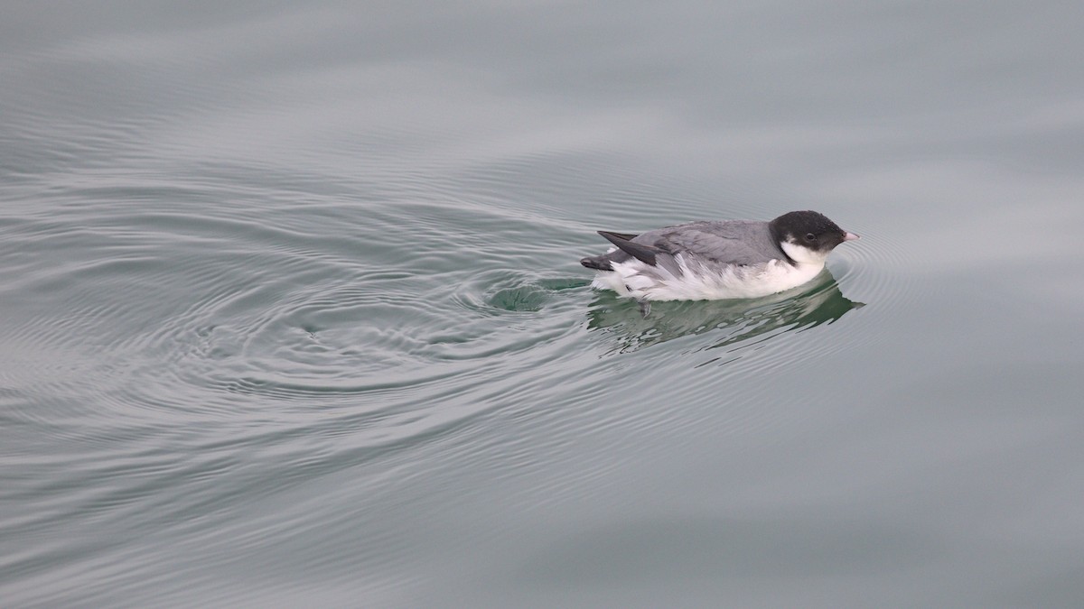 Ancient Murrelet - ML613761492