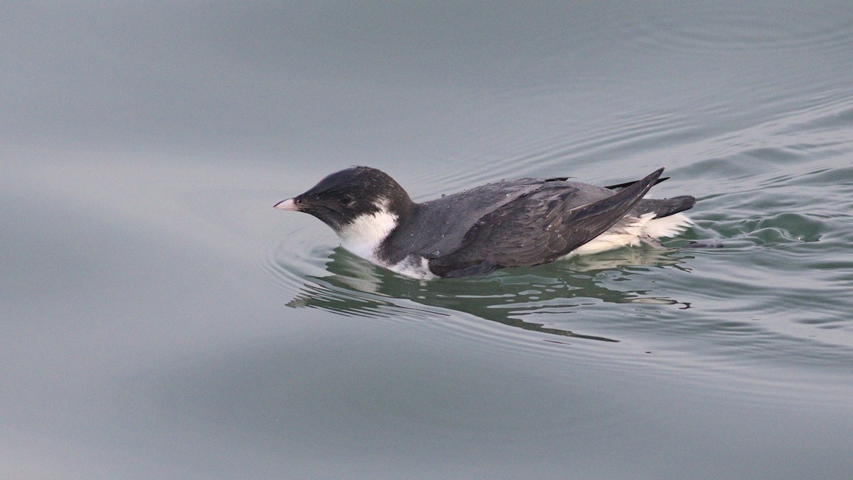 Ancient Murrelet - ML613761493