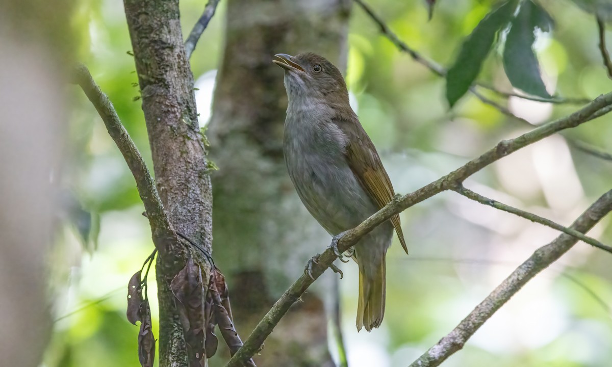 Golden Bowerbird - Paul Fenwick