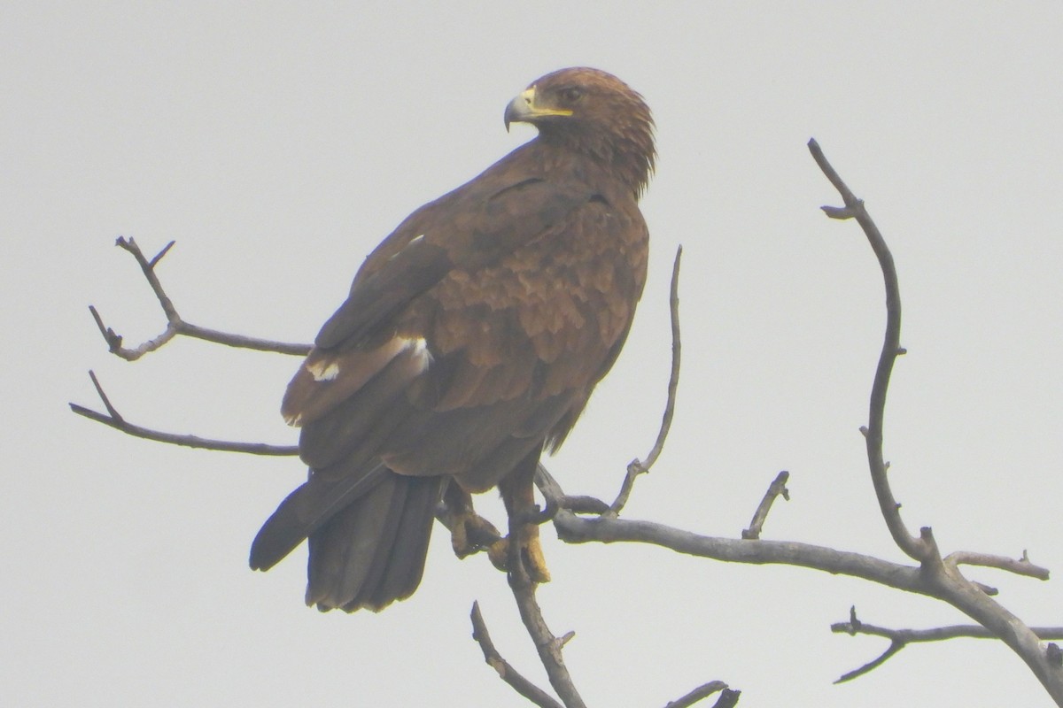 Greater Spotted Eagle - ML613761652