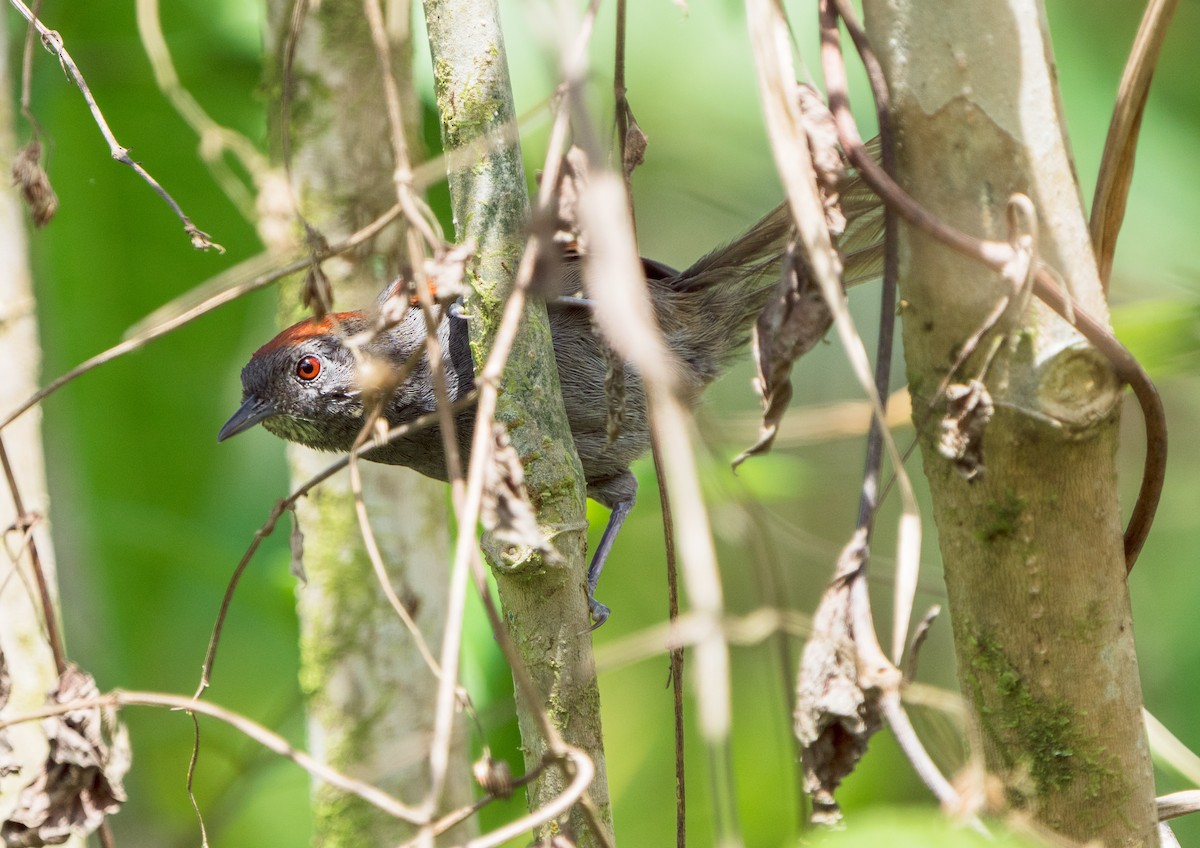 Slaty Spinetail - Stephen Menzie