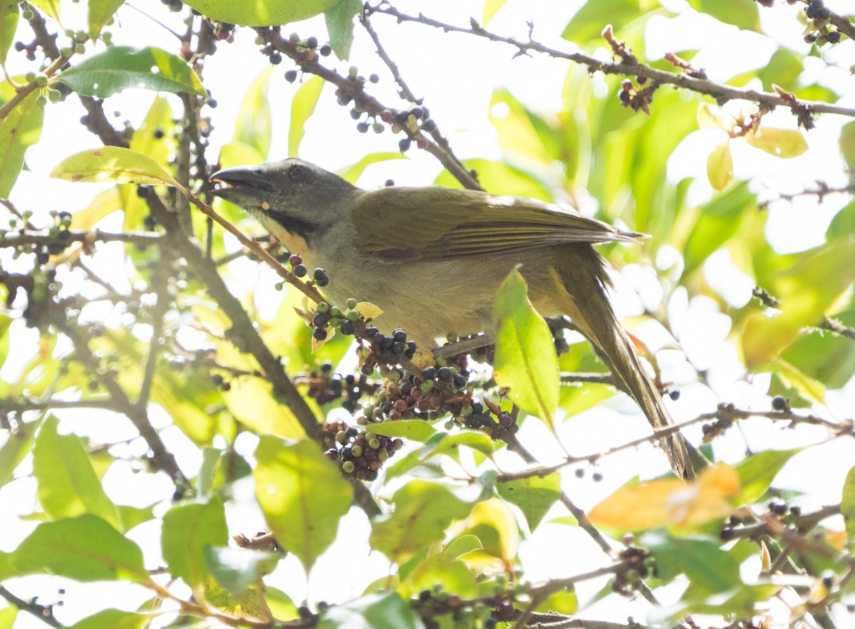 Buff-throated Saltator - ML613761775