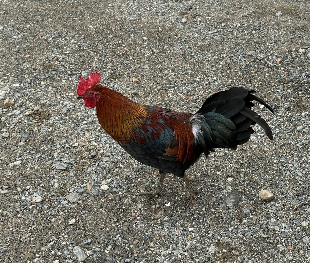 Red Junglefowl - ML613761831