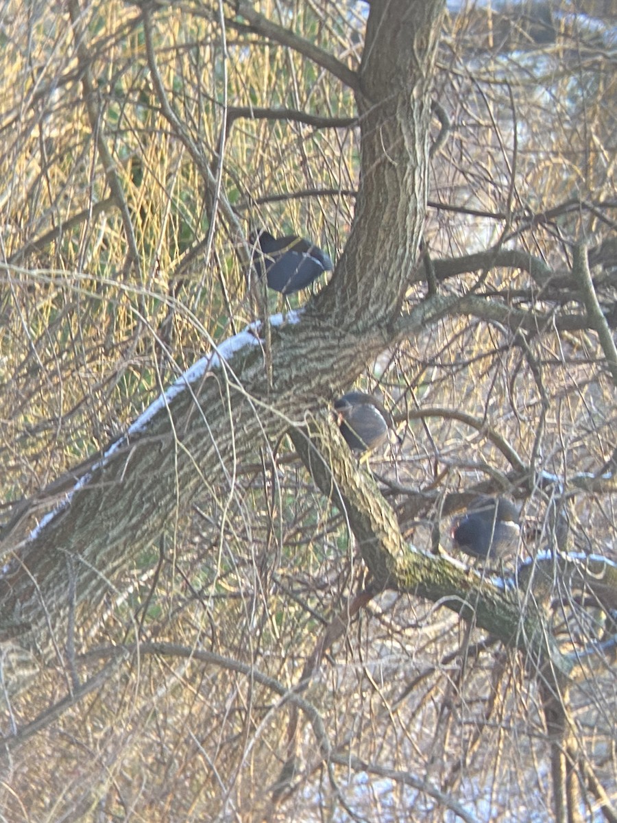 Eurasian Moorhen - ML613761852